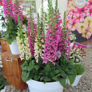 yX_ꐶYzWL^X fBx~bNX 9Z`|bgc AEԒdɍœKI