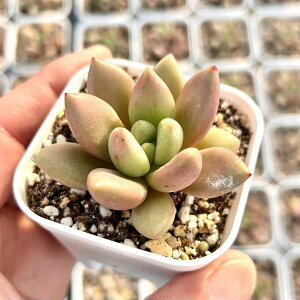 yX_ꐶYzA GPxA s[`ubT 7.5Z`|bgc C6102