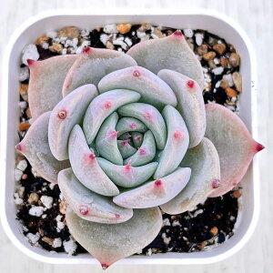 yX_ꐶYzA GPxA sJ`E 7.5Z`|bgc C6101