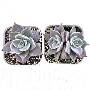 yX_ꐶYzA GPxA }fBo 7.5Z`|bgc C5150