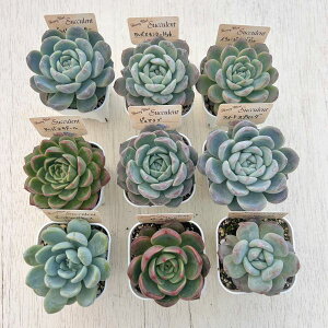 Ac9ރZbgЂƂl1ZbgI11/24XV