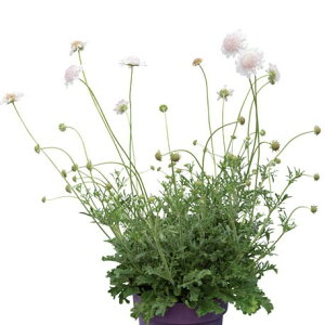 yX_ꐶYzXJrIT AWXg Xm[ 9Z`|bgc ϊ ؉Ԏ