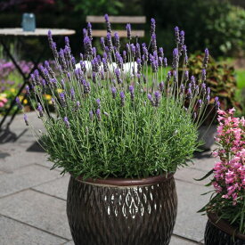 【当店農場生産】ラベンダー テンダータ ラディーバ インペリアル 9センチポット苗