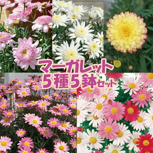 yX_ꐶYz}[Kbg 55Zbg 9Z`|bgc ϊN 12/3XV