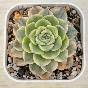 yX_ꐶYzA GPxA sNpybg 7.5Z`|bgc C4190