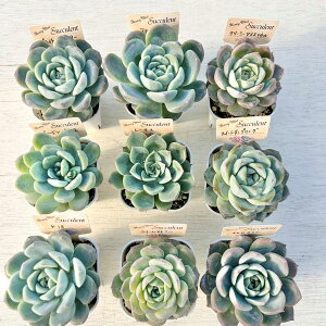 �����������������A���c9��ރZ�b�g�����ЂƂ�l1�Z�b�g����I12/7�X�V