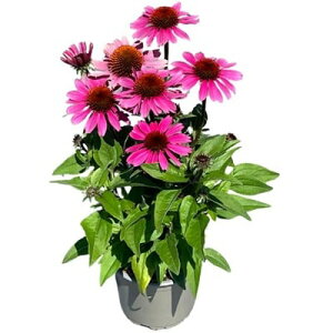 yX_ꐶYzGLiZA pi} [Y 9Z`|bgc ϊN