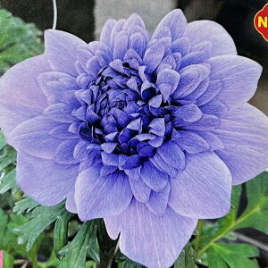 yg_ꐶYzAll oe AY[ 9Z`O|bgc