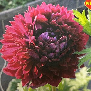 yg_ꐶYzAll oe C 9Z`O|bgc