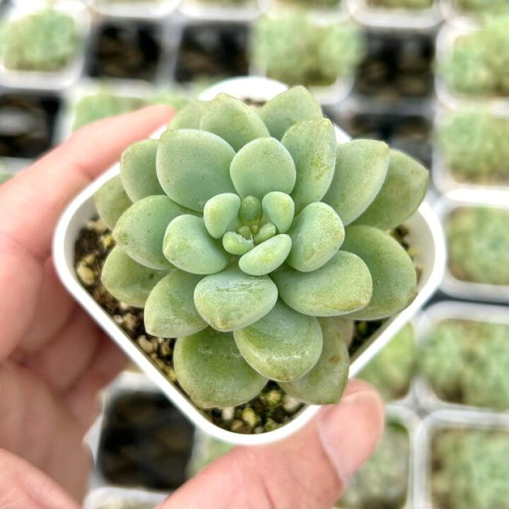 楽天市場】【当店農場生産】○多肉植物 エケベリア ロココ 7.5センチ 