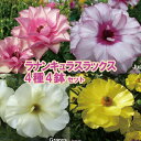 【当店農場生産】ラナンキュラス ラックス 4種類4鉢セット 9センチポット苗 1/12更新