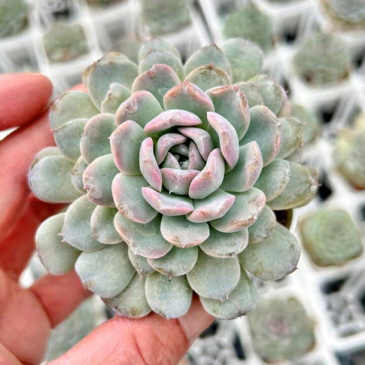 楽天市場】【当店農場生産】◎多肉植物 エケベリア アイスソウルスノー 