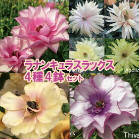 【当店農場生産】ラナンキュラス ラックス 4種類4鉢セット 9センチポット苗 1/15更新