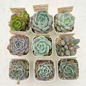 ☆送料無料☆多肉植物苗9種類セット☆おひとり様1セット限り！2/6更新