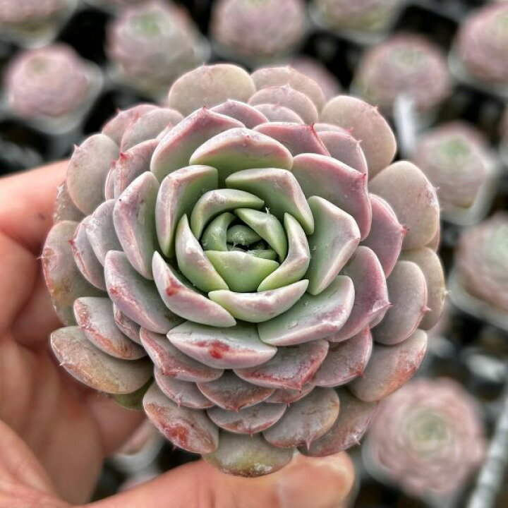 楽天市場】【当店農場生産】○多肉植物 エケベリア フェイバー 7.5 