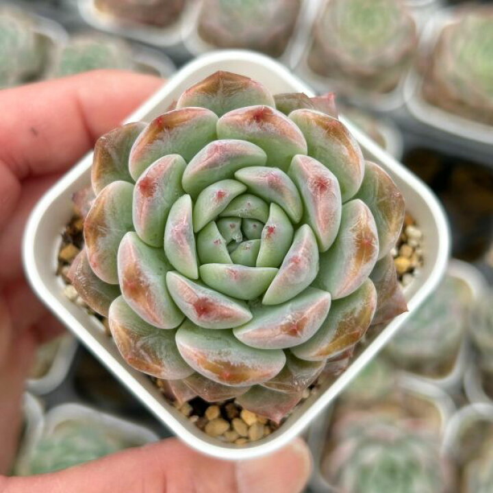 楽天市場】【当店農場生産】○多肉植物 エケベリア ロックシュガー 