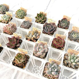 【当店農場生産】多肉植物 エケベリア 20種類セット 超お買い得！1鉢299円！2/12更新