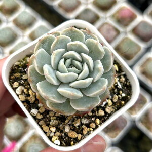 観葉植物 多肉植物 ハート」の人気商品一覧・価格比較 - 価格.com