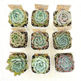 ☆送料無料☆多肉植物苗9種類セット☆おひとり様1セット限り！2/27更新