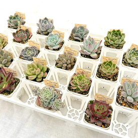 【当店農場生産】多肉植物 エケベリア 20種類セット 超お買い得！1鉢299円！2/27更新