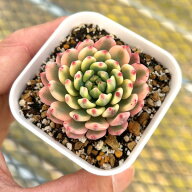 【当店農場生産】●多肉植物 エケベリア ブルーアップル錦 7.5センチポット苗 Y6030