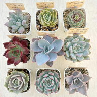☆送料無料☆多肉植物苗9種類セット☆おひとり様1セット限り！5/12更新