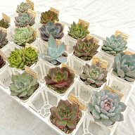 【当店農場生産】多肉植物20種類セット 超お買い得！6/8更新