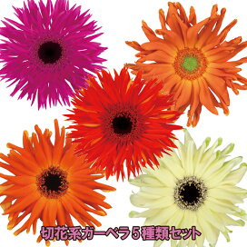 楽天市場】【当店農場生産】多肉植物 センペルビウム ジュセッピー 7.5 