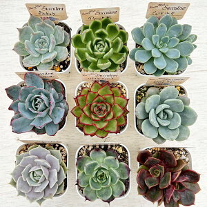 観葉植物 セット 多肉植物」の人気商品一覧・価格比較 - 価格.com 専用 