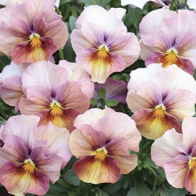 【当店農場生産】ビオラ なごみももか しんしん（花なし苗） 9センチポット苗 花壇や寄せ植えに♪