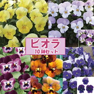 【当店農場生産】人気品種◎変わり咲きビオラ・パンジー5種類10鉢セット（うさぎ/ゆうやけ/あじさい/れも…