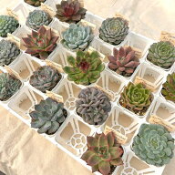 【当店農場生産】多肉植物20種類セット 超お買い得！10/2更新