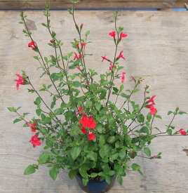 【当店農場生産】チェリーセージ ホットリップ 紅白咲き9センチポット 耐寒性宿根草で毎年咲く♪