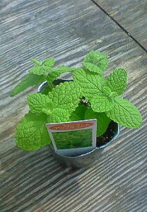 苗 アップルミントの人気商品 通販 価格比較 価格 Com