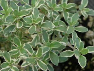 yX_ꐶYzVo[^C 9cm|bgc YŔɐB͉ȃn[u