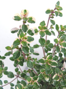 �y���X�_�ꐶ�Y�z�t�H�b�N�X���[�^�C�� 9cm�|�b�g�c �����Y��ŔɐB�͉����ȃn�[�u