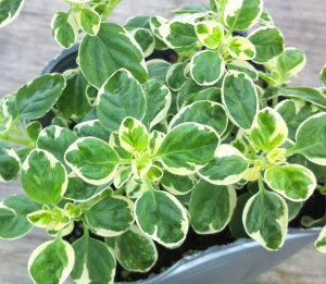 yX_ꐶYzIKm 9cm|bgc h