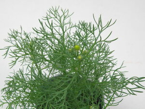 yX_ꐶYzW[}J~[ 9Z`|bgc 킪ĖN炭