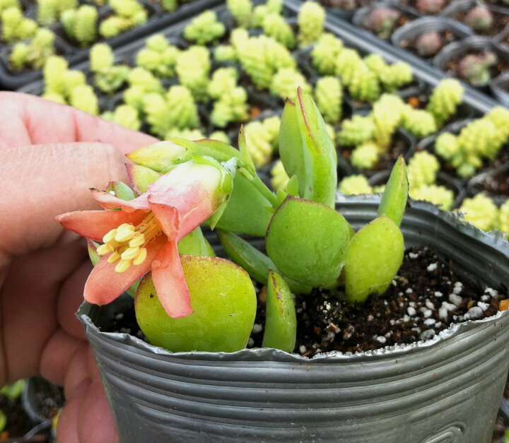 楽天市場 当店農場生産 多肉植物 コチレドン ティンカーベル 7 5センチポット苗 とてもかわいい花が咲きます ハニーミント