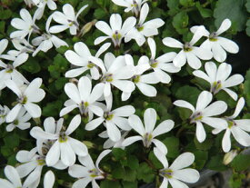 楽天市場 宿根草 白い花の通販