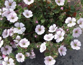【当店農場生産】カーペットかすみ草・オノエマンテマ　9センチポット苗 白いかわいい花が咲きます♪