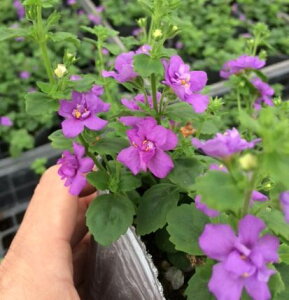 yX_ꐶYzoRpRsA _uCfBS 9Z`|bgc hłǂǂ傫Ȃ܂