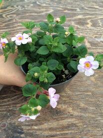 楽天市場 バコパ 花の通販