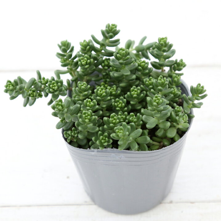 楽天市場 当店農場生産 多肉植物 セダム 白花タイトゴメ 7 5センチポット耐寒性 ハニーミント