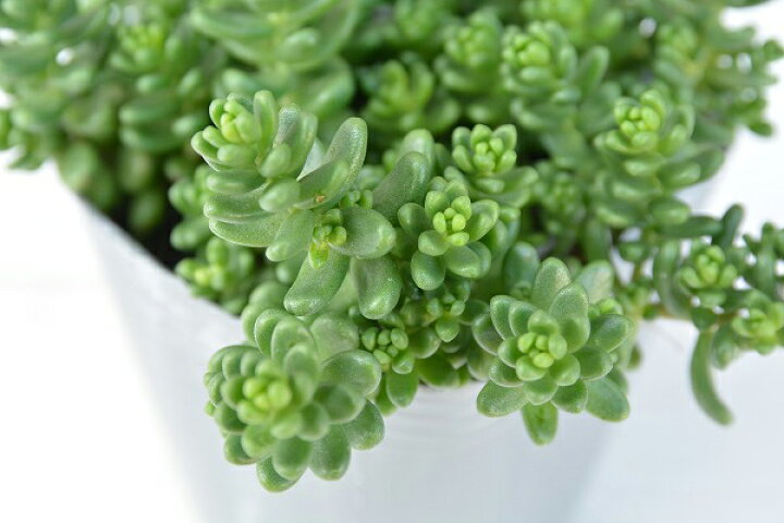 楽天市場 当店農場生産 多肉植物 セダム 白花タイトゴメ 7 5センチポット耐寒性 ハニーミント