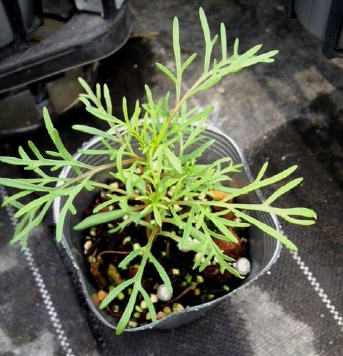 楽天市場 当店農場生産 コスモス ピコティ 苗 9センチポット苗 鉢植えの栽培にも最適 ハニーミント