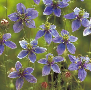 yX_ꐶYzjQ u[CX^u[i푐j9Z`|bgc ɋI