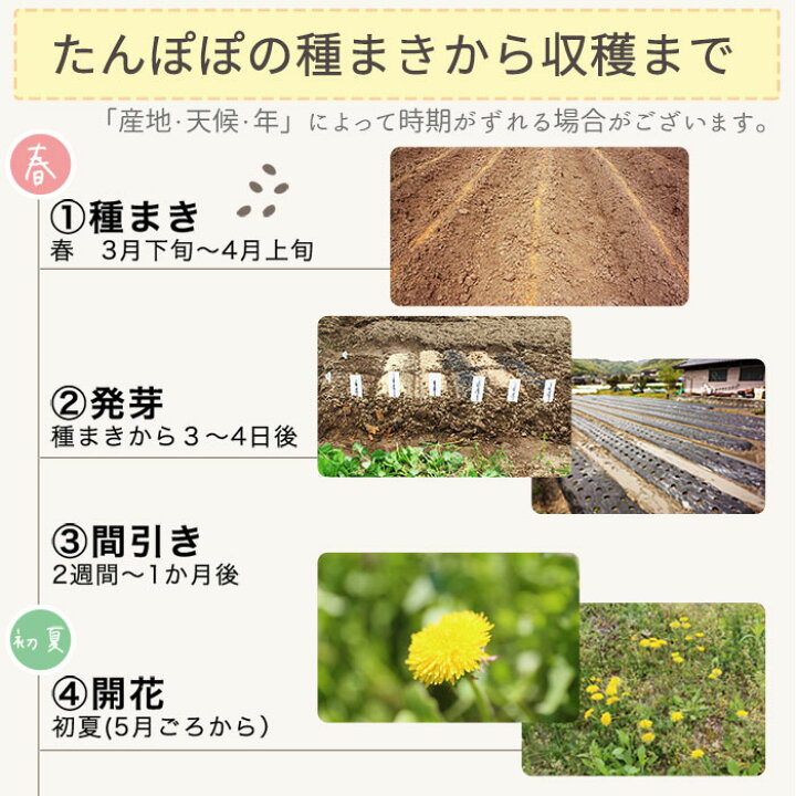 楽天市場 たんぽぽコーヒー たんぽぽ茶 2g X 40p X 5袋 400g 大容量 ティーバッグ ほんぢ園 ノンカフェイン ママ 妊婦さん 送料無料 セ 健康茶専門店 ほんぢ園