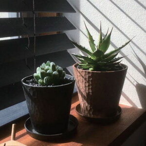 ���T�C�N���E�b�h���g�p�����A�ؔ��IBRACT eco pot S ×6�y�ꌊ �R���� �C���e���A 3�� �� ���{ �t�����[ �|�b�g�z