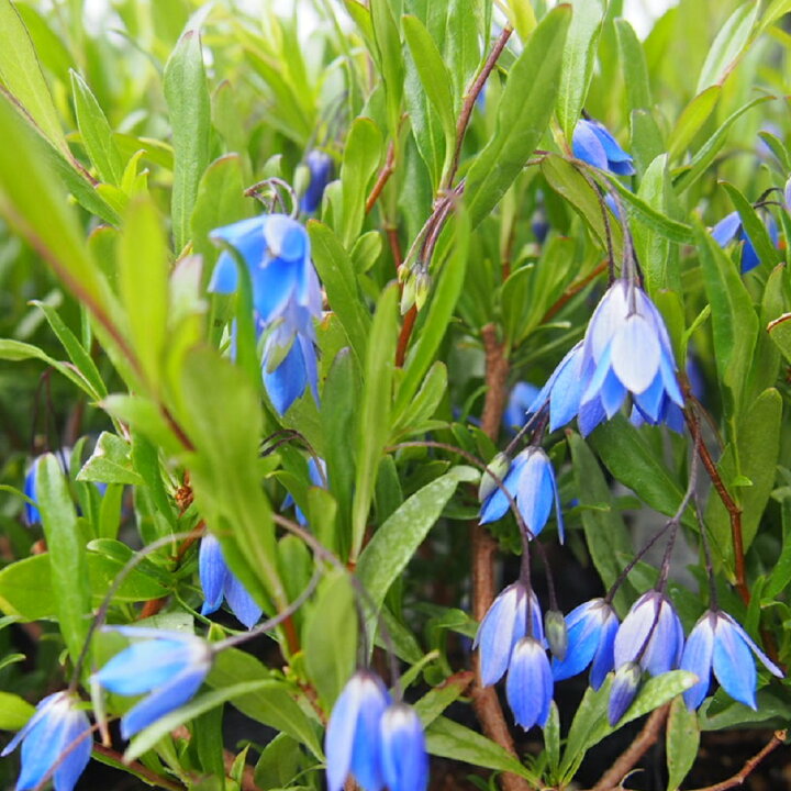 楽天市場 常緑つる性低木 ソリア ブルーベル 花壇 みんなの花屋さん ほのか